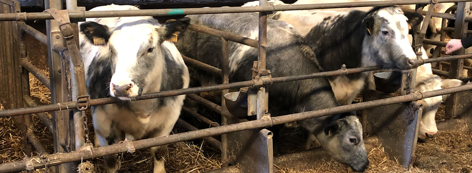 13ManagingSickAnimals